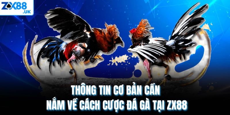 Thông tin cơ bản cần nắm về cách cược đá gà tại ZX88